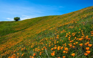 دشت گل نارنجی کالیفرنیا
