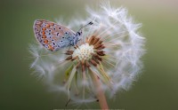 عکس پروانه و قاصدک زیبا و باکیفیت بالا