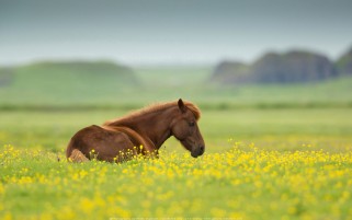 عکس اسب ایسلندی