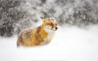 عکس زیبا روباه قرمز در برف و کیفیت بالا با کیفیت فول اچی دی گالری عکس حیوانات