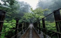 عکس زیبا و رویایی از پل چوبی داخل جنگل فوق العاده