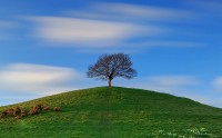 عکس تک درخت روی تپه سبز
