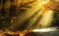 عکس زیبا از جنگل پاییزی و جاده پاییزی
