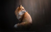 عکس زیبا و کیفیت بالا از روباه قرمز