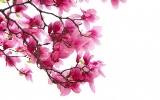 عکس زیبای شکوفه بهاری