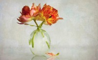 عکس لاله ها در گلدان