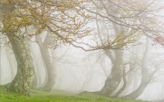 عکس مه صبحگاهی بهاری جنگل
