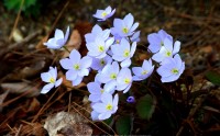 عکس کیفیت بالا گل کوچک آبی جنگلی