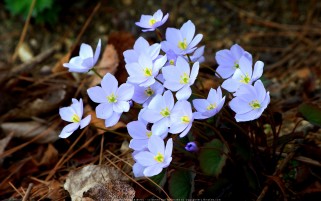 عکس کیفیت بالا گل کوچک آبی جنگلی