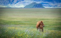 عکس اسب قهوه ای پا کوتا در دشت بهاری