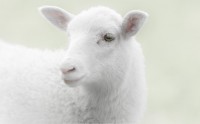 عکس زیبا و با کیفیت بالا از گوسفند سفید بامزه