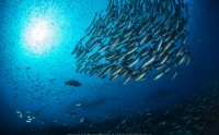 عکس زیبا از زیر دریا ماهی ها
