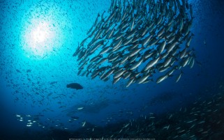 عکس زیبا از زیر دریا ماهی ها