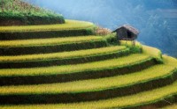 عکس مزرعه شالیکاری برنج