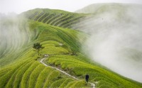 مزرعه برنج در مه