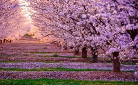 عکس شکوفه های بهاری باغ سیب