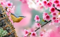 عکس پرنده و شکوفه های بهاری