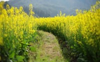 عکس زیبا از دشت گل و مزرعه گل های زرد بهاری