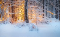 عکس طلوع خورشید زیبا در جنگل زمستانی