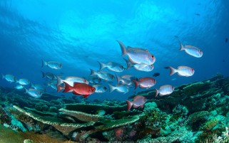 عکس زیبا از ماهی های زیر آب اقیانوس