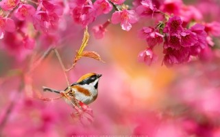 عکس زیبا از پرنده در شکوفه های بهاری