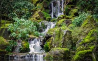 عکس زیبا و کیفیت بالا از باغ ژاپنی