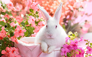 خرگوش میان گل ها