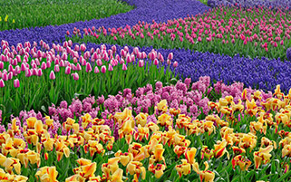 باغ گل ها،بهار،هلند