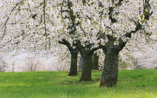 شکوفه های گیلاس،آلمان