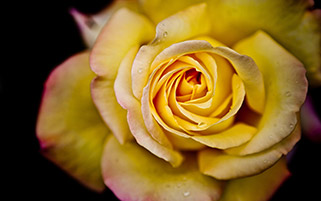 گل رز زرد