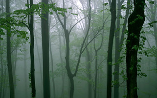 جنگل در مه