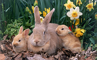 خرگوش های دوست داشتنی